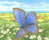 Common Blue butterfly