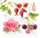 Rosehip, hibiscus & cherry